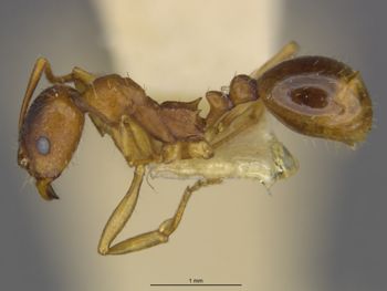 Media type: image;   Entomology 531691 Aspect: lateral